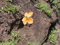 Papaver californicum
