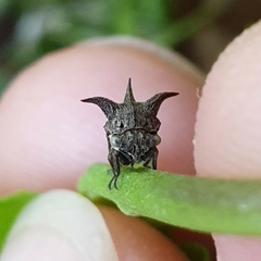 Acanthuchus trispinifer