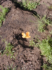Papaver californicum