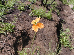 Papaver californicum