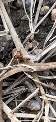 Solenopsis amblychila