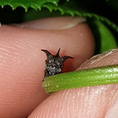 Acanthuchus trispinifer