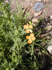 Papaver californicum
