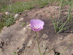 Calochortus splendens