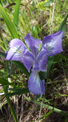 Iris douglasiana