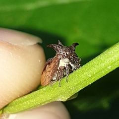 Acanthuchus trispinifer