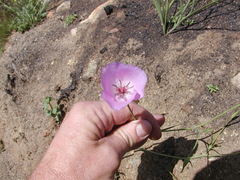 Calochortus splendens