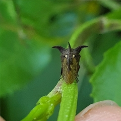 Acanthuchus trispinifer