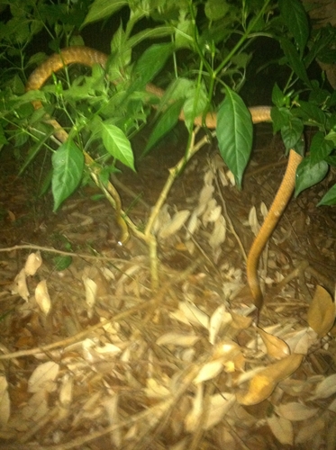Brown Tree Snake sighting