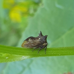 Acanthuchus trispinifer