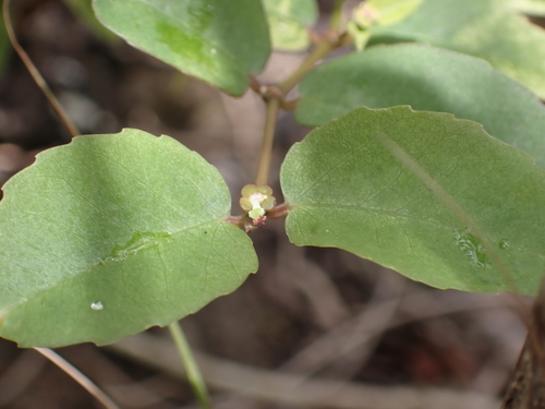 Euphorbia deppeana, 2022-08-13