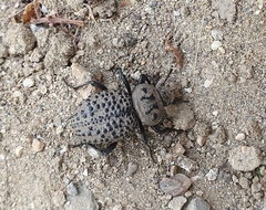 Coleoptera