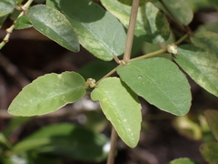 Euphorbia arnottiana
