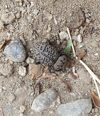 Coleoptera