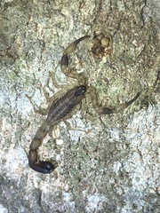 Lychas mucronatus