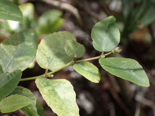 Oahu sandmat (Chamaesyce deppeana)