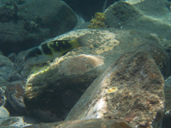 Thalassoma jansenii