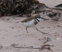 Charadrius bicinctus exilis
