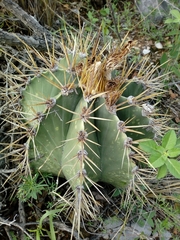 Astrophytum ornatum