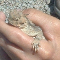 Phrynosoma platyrhinos