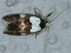 Placocosma resumptella