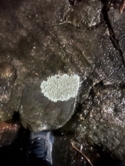 Lecanora strobilina