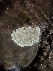 Lecanora strobilina