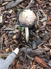 Coprinus comatus