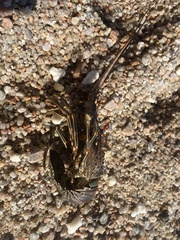 Panulirus inflatus