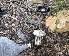 Coprinus comatus