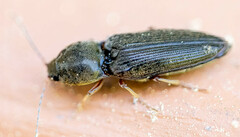 Cardiophorus convexus