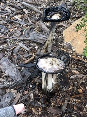 Coprinus comatus