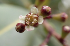 Syzygium sandwicense