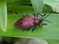 Coleoptera