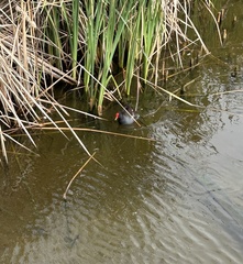 Gallinula galeata