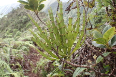 Korthalsella complanata