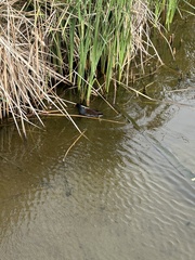 Gallinula galeata