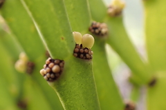 Korthalsella complanata