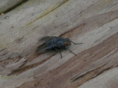 Calliphora vicina