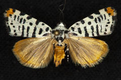 Tarache idella
