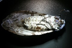 Hypercompe scribonia