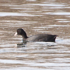 Fulica atra atra