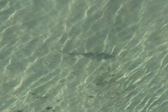 Pseudobatos productus