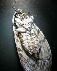 Hypercompe scribonia