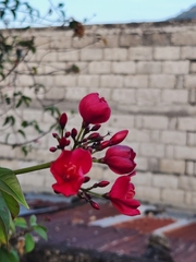 Jatropha integerrima