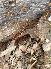 Solenopsis amblychila