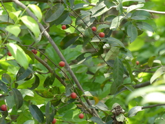 Salacia chinensis