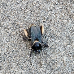 Xylocopa fimbriata