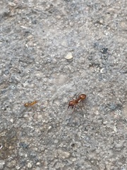 Solenopsis amblychila