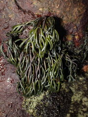 Pelvetia canaliculata